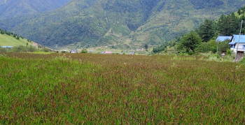 जुम्लाबाट एक वर्षमा तीन करोड बढी मूल्यको मार्सी चामल बिक्री